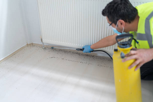 Best Wasp Removal Services  in Westwego, LA